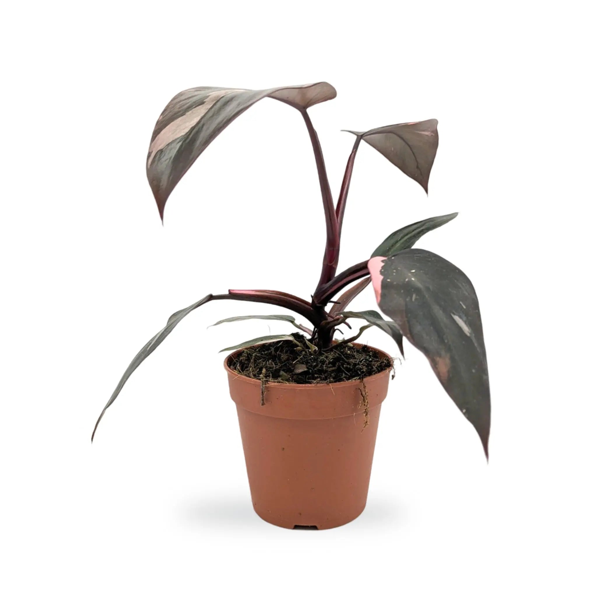 Philodendron Burgundy Princess Leaf Culture