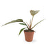 Philodendron Chocco Empress Leaf Culture