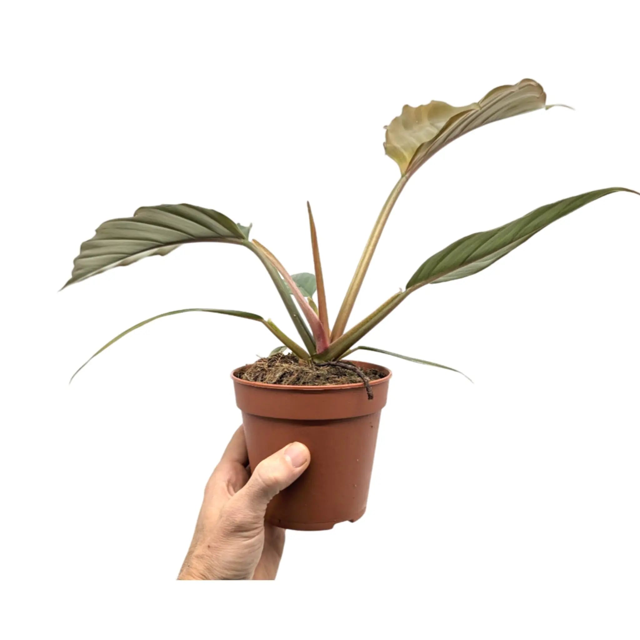 Philodendron Chocco Empress Leaf Culture