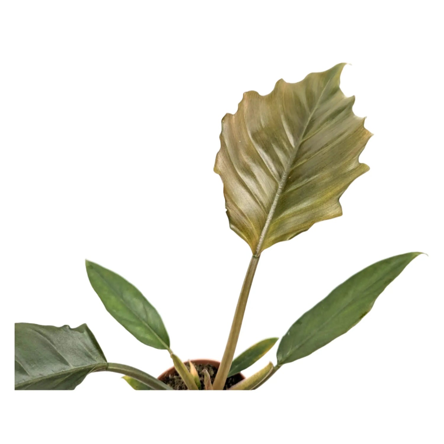 Philodendron Chocco Empress Leaf Culture