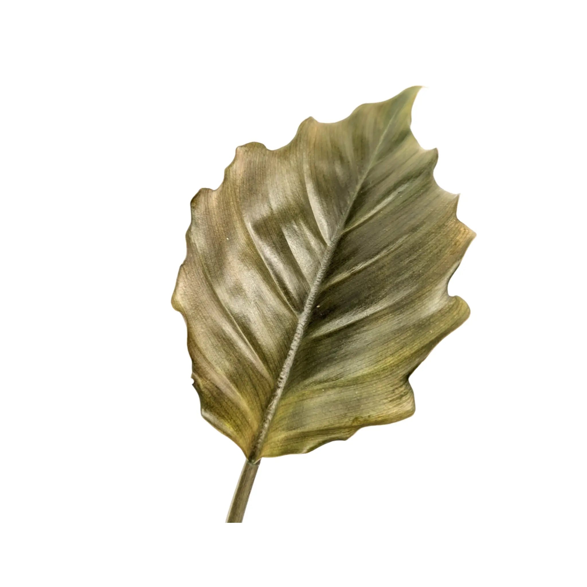 Philodendron Chocco Empress Leaf Culture