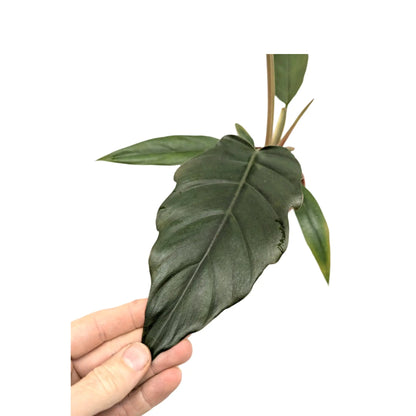 Philodendron Chocco Empress Leaf Culture