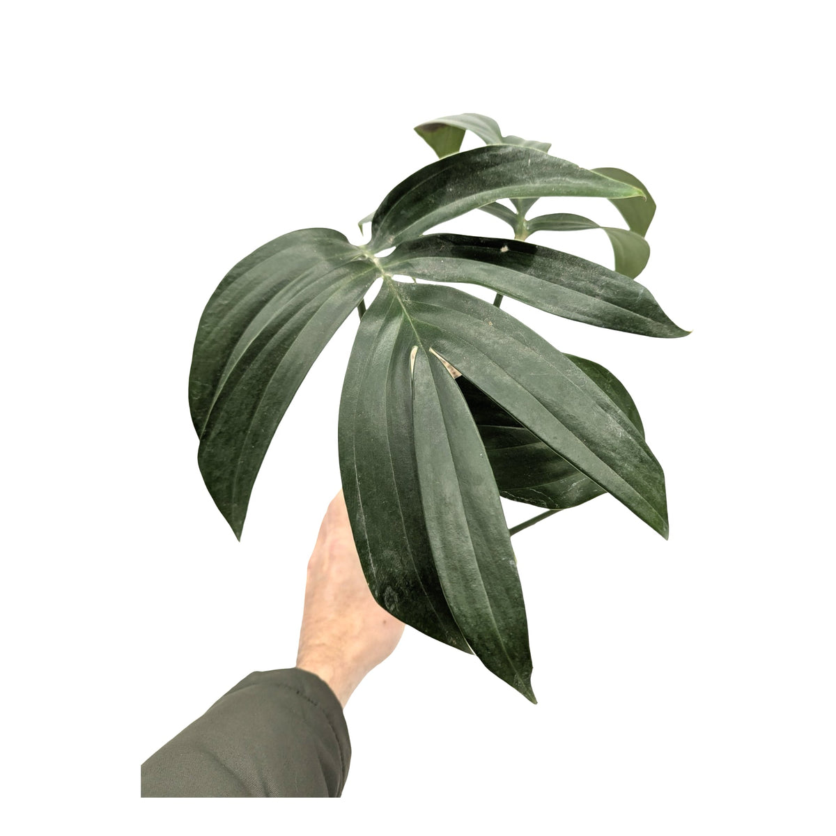 Rhaphidophora decursiva - Philodendron Dragon Tail