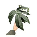 Rhaphidophora decursiva - Philodendron Dragon Tail