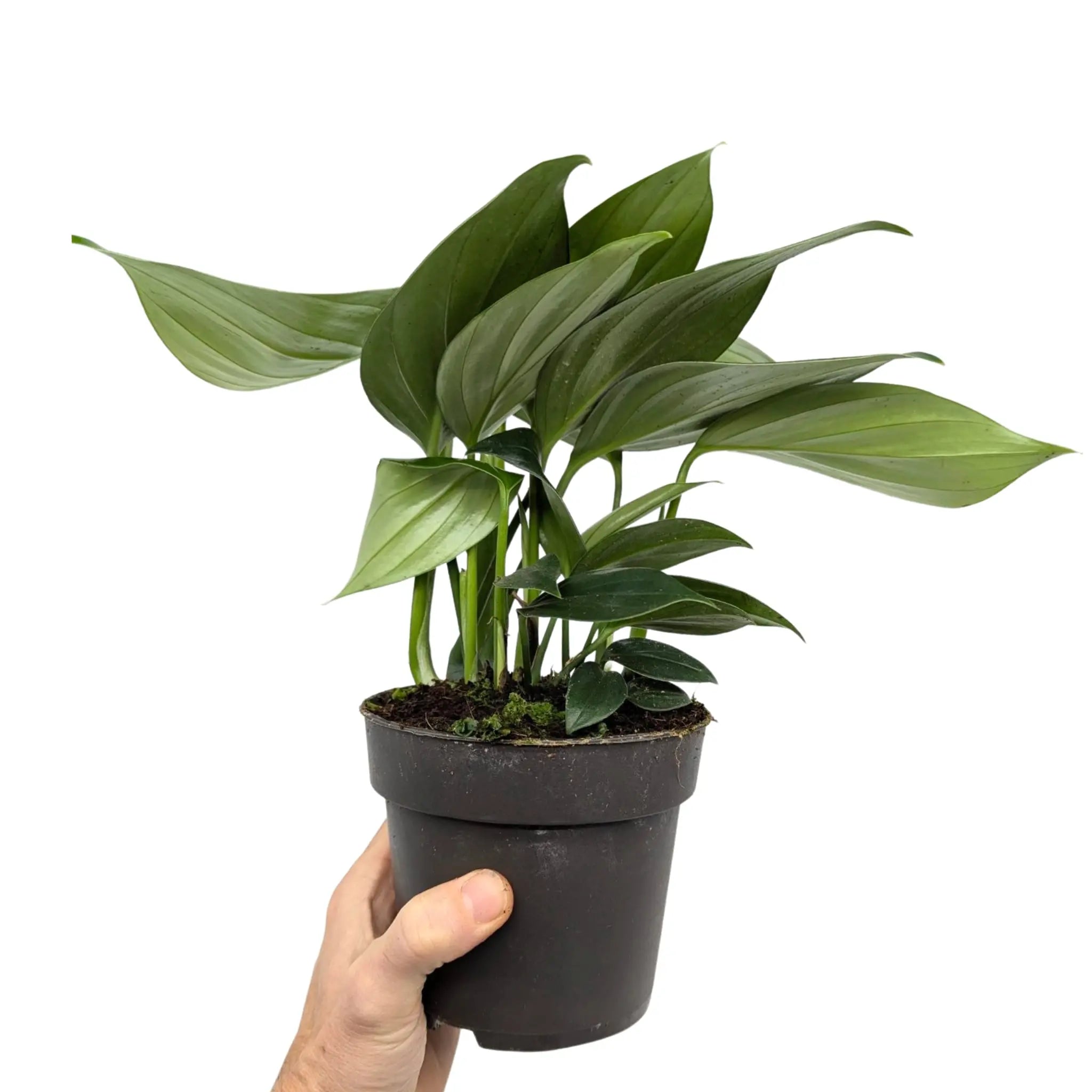 Philodendron Dragon Tail Leaf Culture