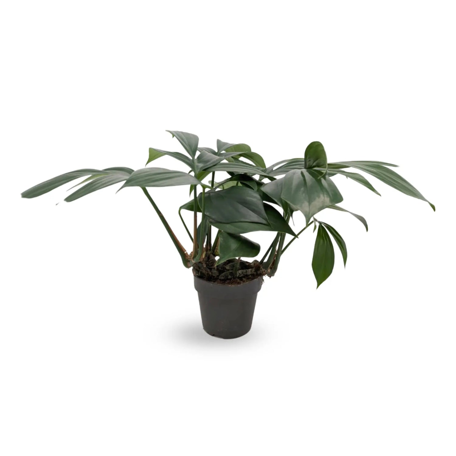 Philodendron Dragon Tail Oz