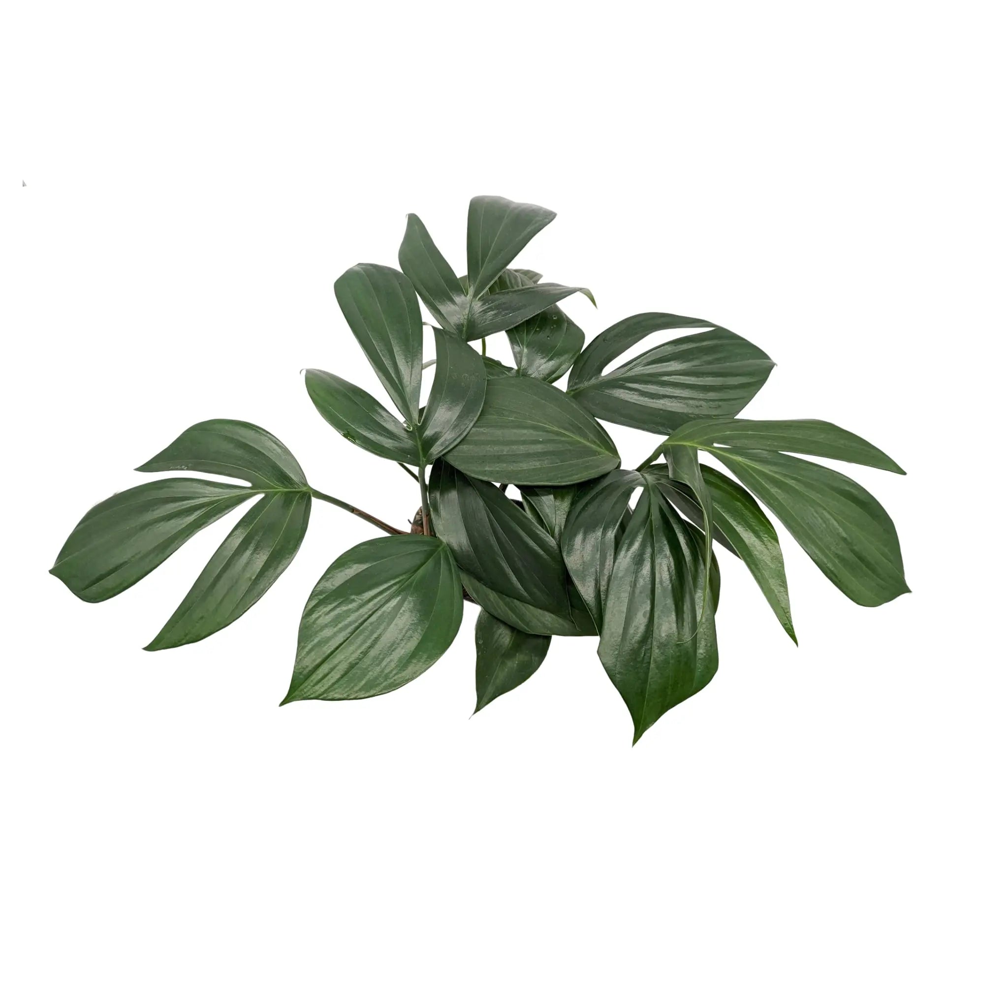 Philodendron Dragon Tail Oz