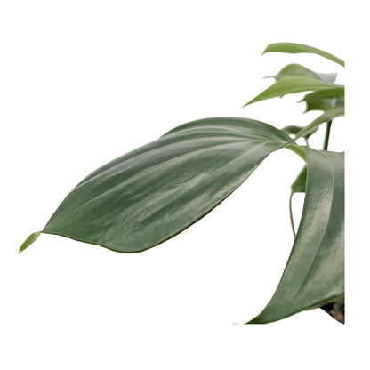 Philodendron Dragon Tail Oz