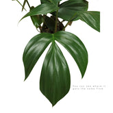 Philodendron Dragon Tail Oz