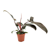 Philodendron Florida Bronze