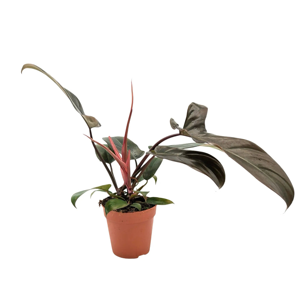 Philodendron Florida Bronze | Rare Collectors Plant with Bronze Leaves_1_main