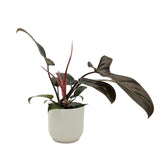 Philodendron Florida Bronze
