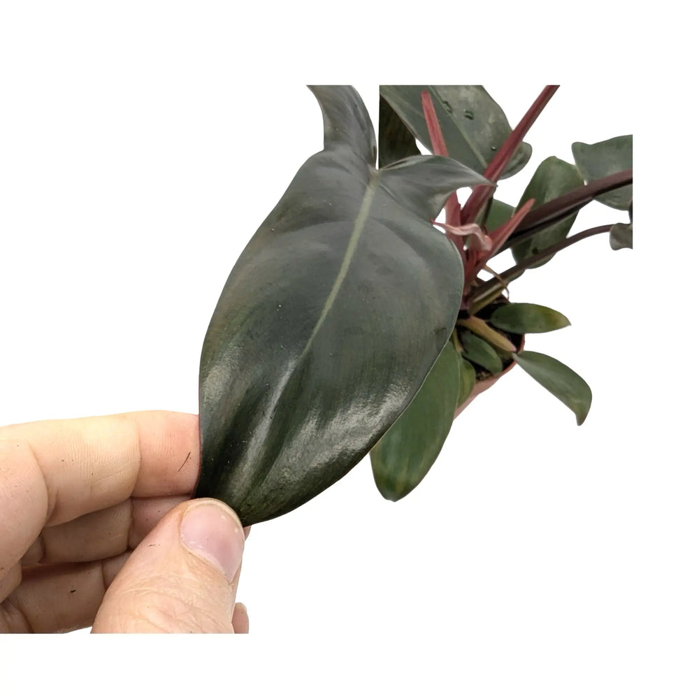 Philodendron Florida Bronze | Rare Collectors Plant with Bronze Leaves_3_main