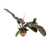 Philodendron Florida Bronze
