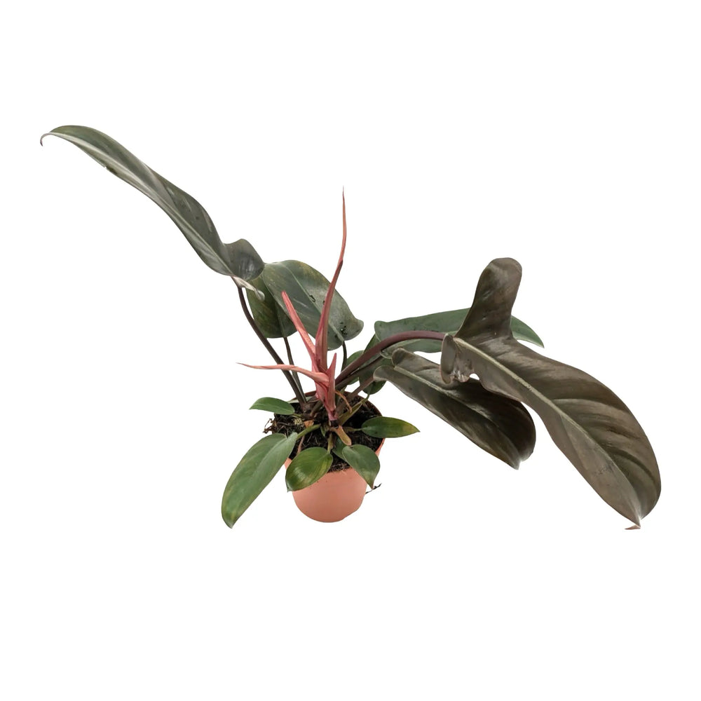 Philodendron Florida Bronze | Rare Collectors Plant with Bronze Leaves_4_main