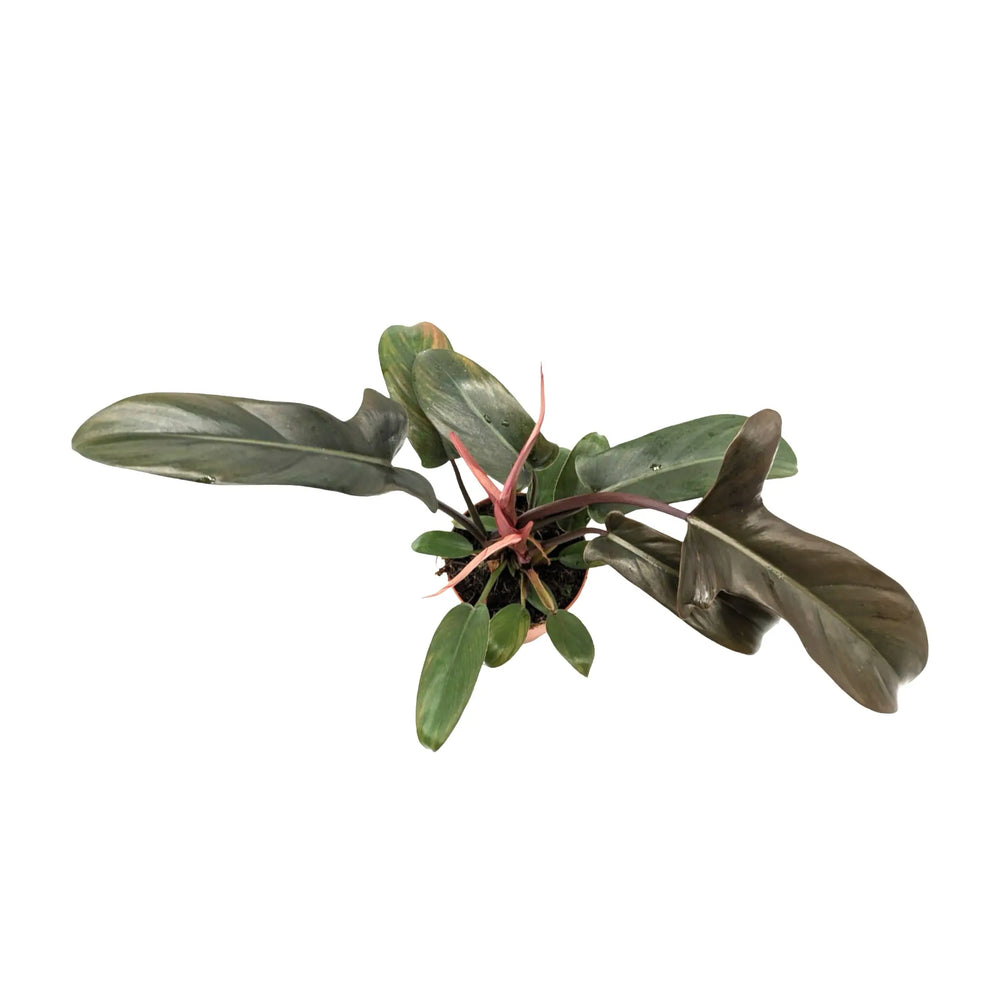 Philodendron Florida Bronze | Rare Collectors Plant with Bronze Leaves_5_main