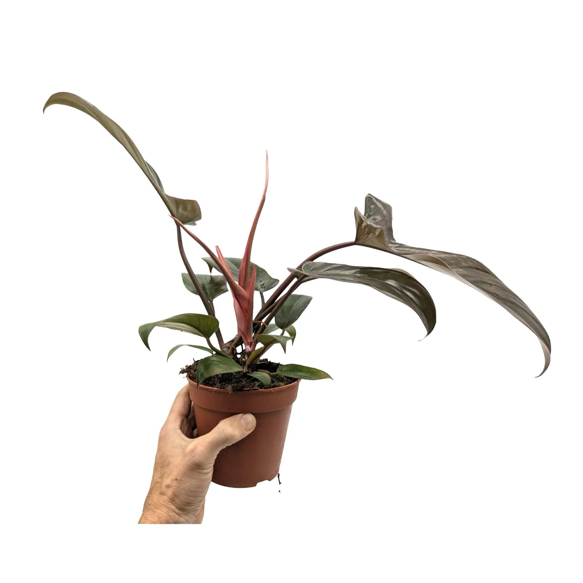 Philodendron Florida Bronze