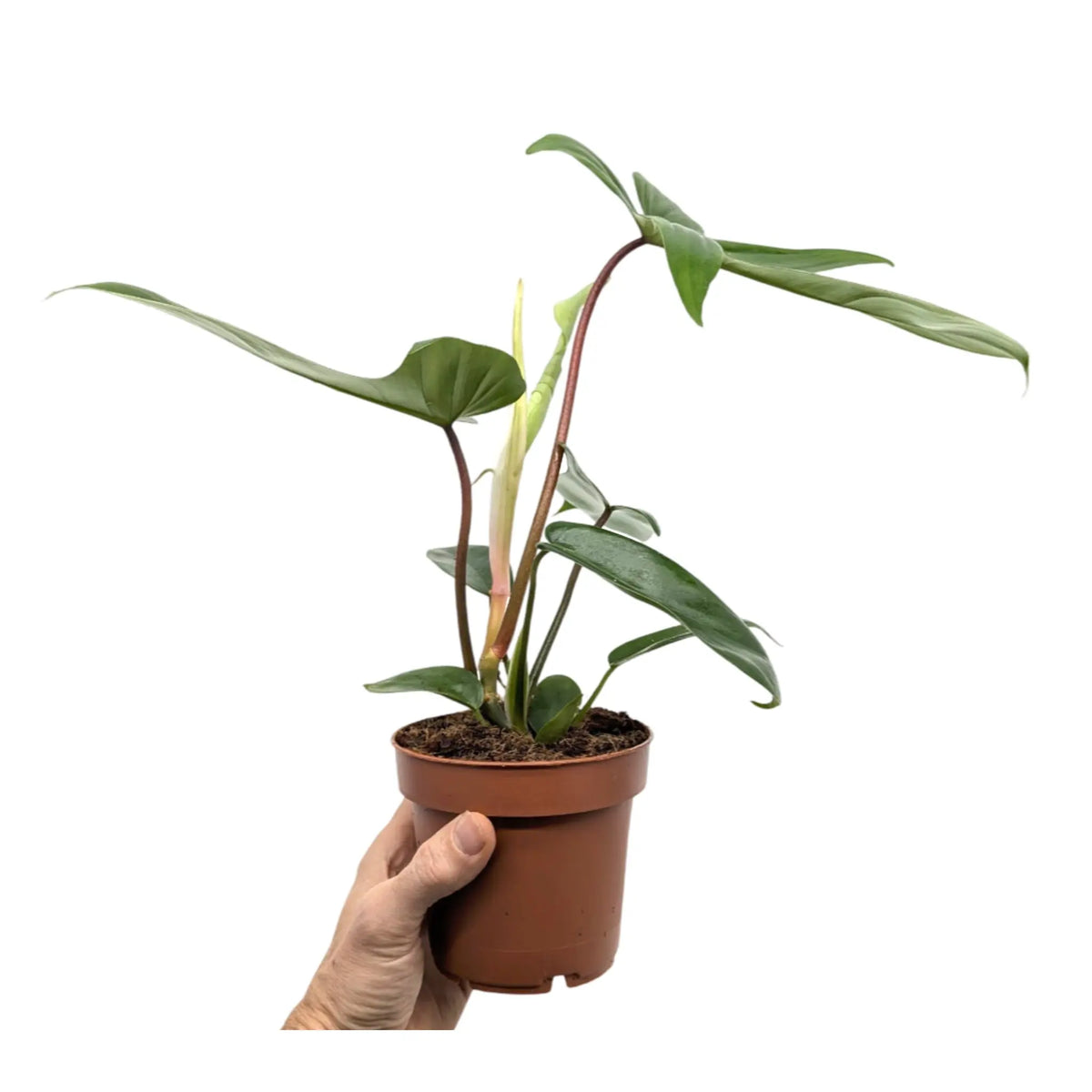 teardrop philodendron Philodendron Florida Green | Hybrid - Deeply Lobed Foliage Plant