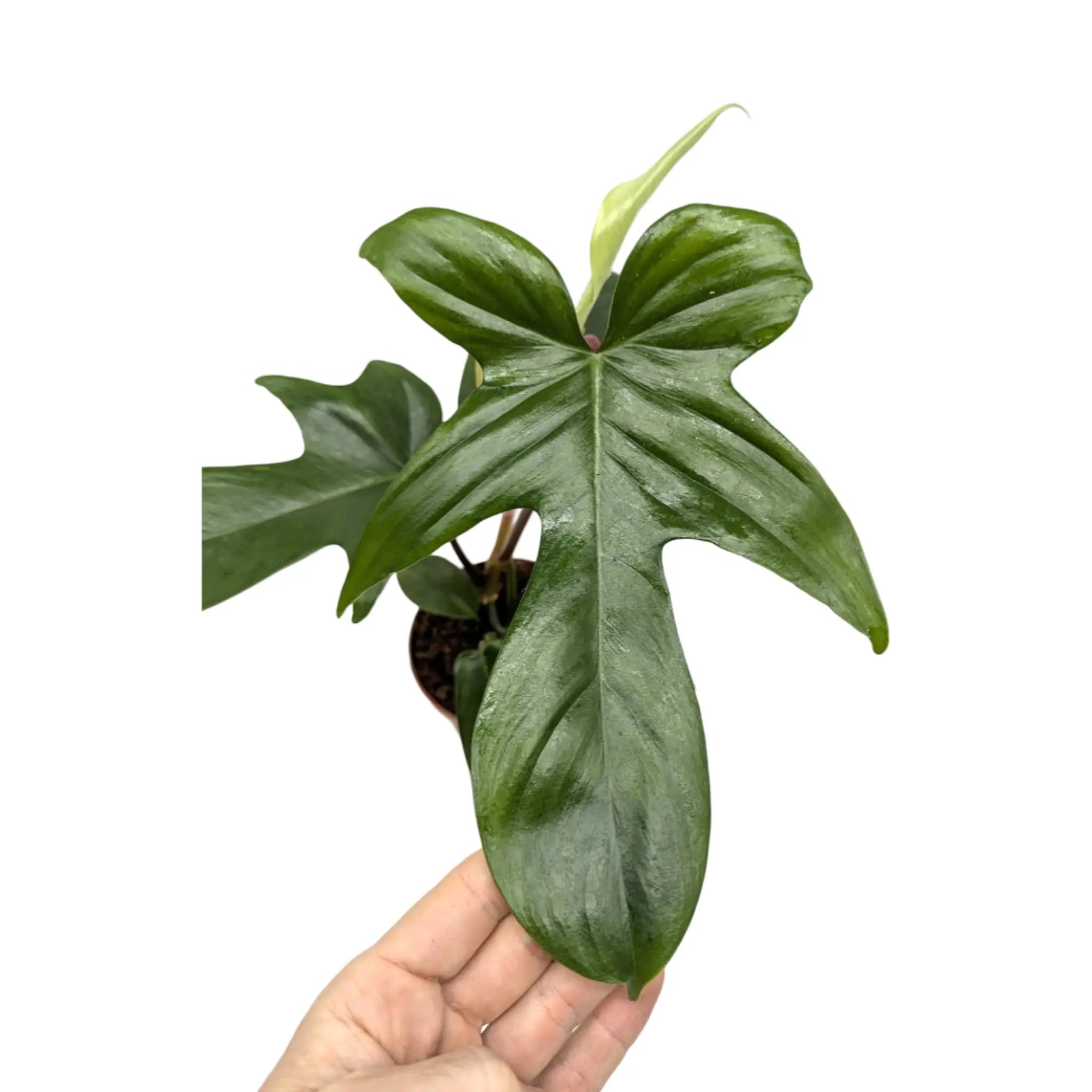 Philodendron Florida Green Leaf Culture