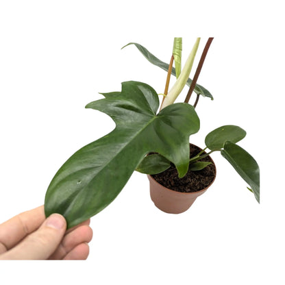 Philodendron Florida Green Leaf Culture