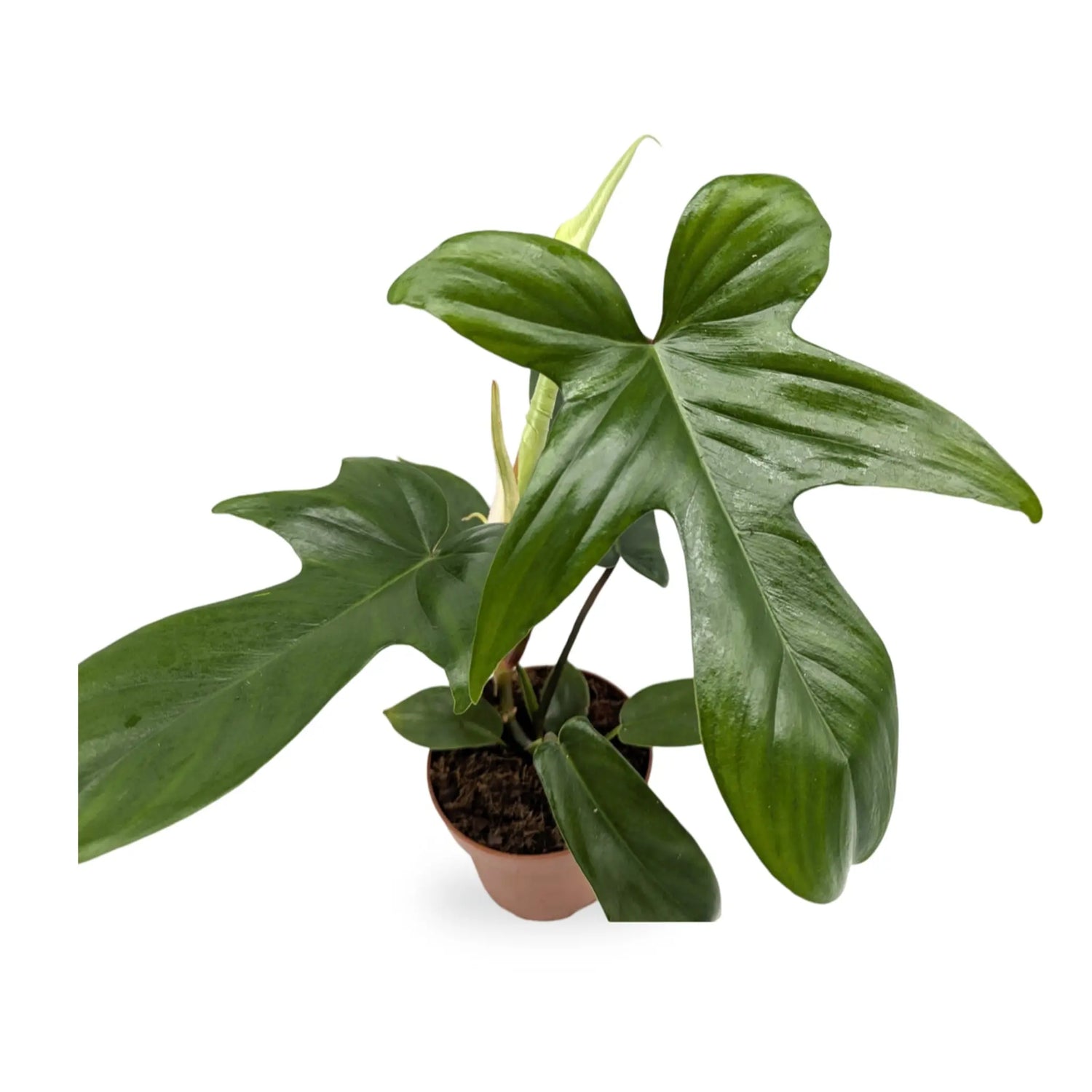 Philodendron Florida Green Leaf Culture