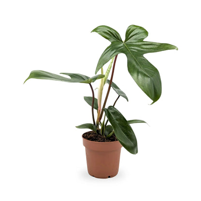 Philodendron Florida Green Leaf Culture