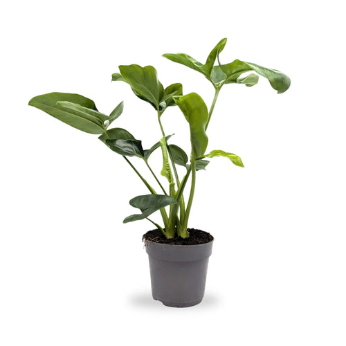 Philodendron Fun Bun Leaf Culture