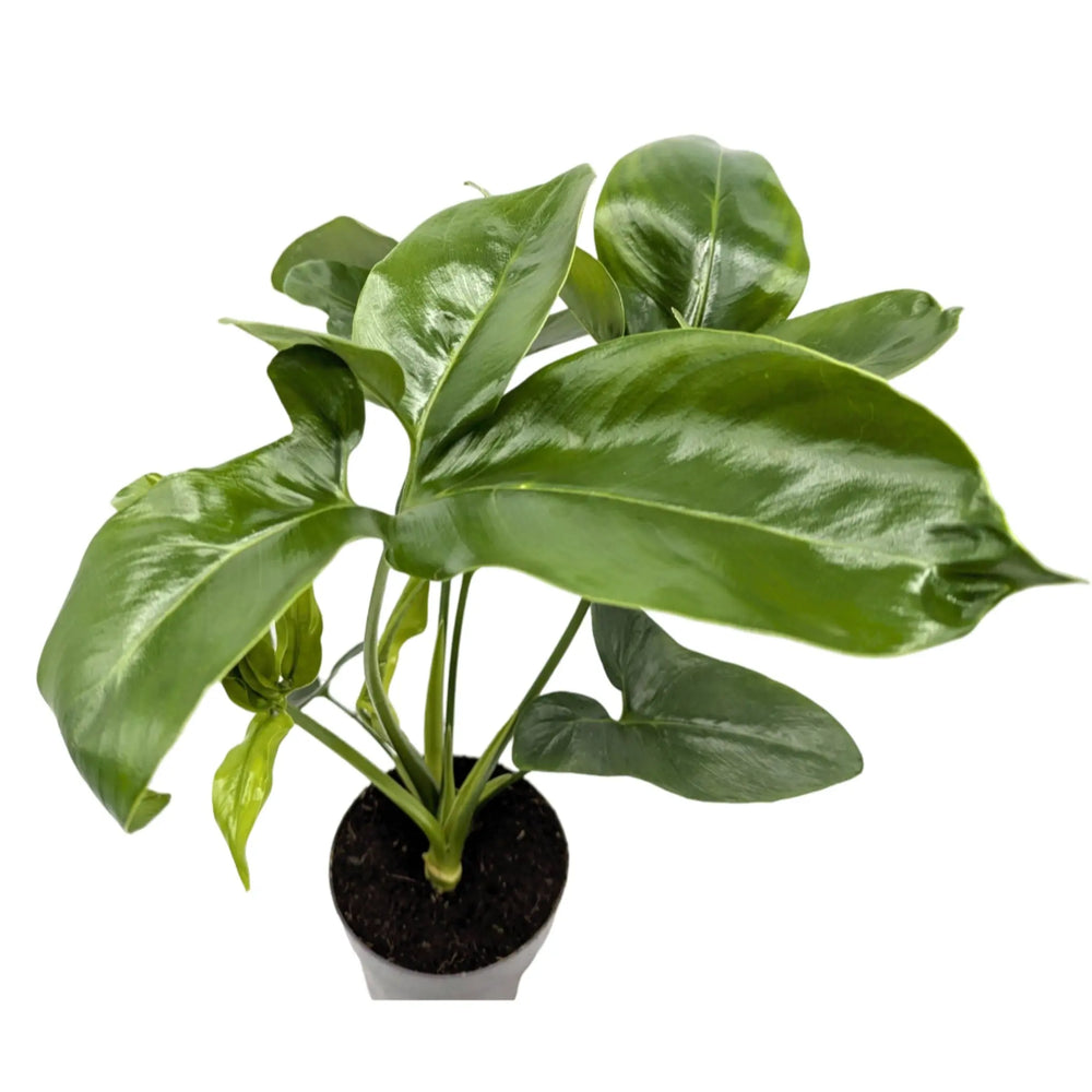 Philodendron Fun Bun_2_thumb