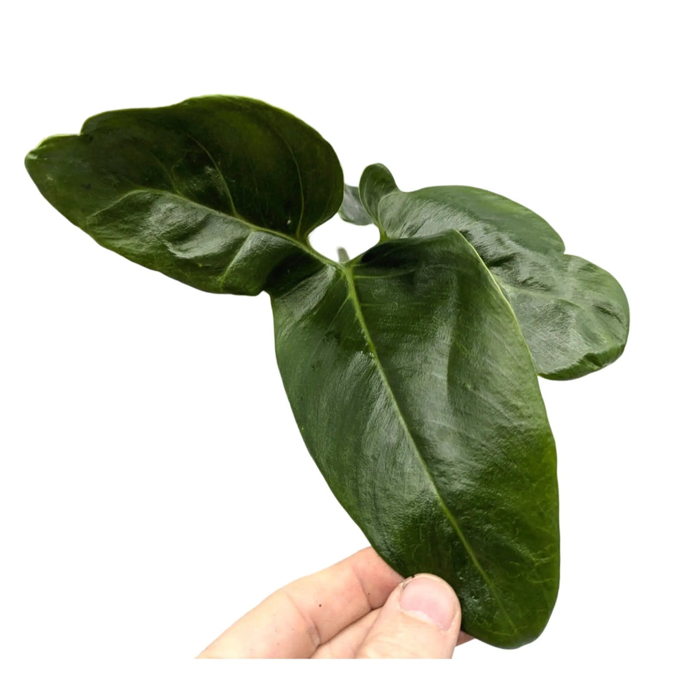 Philodendron Fun Bun_3_thumb