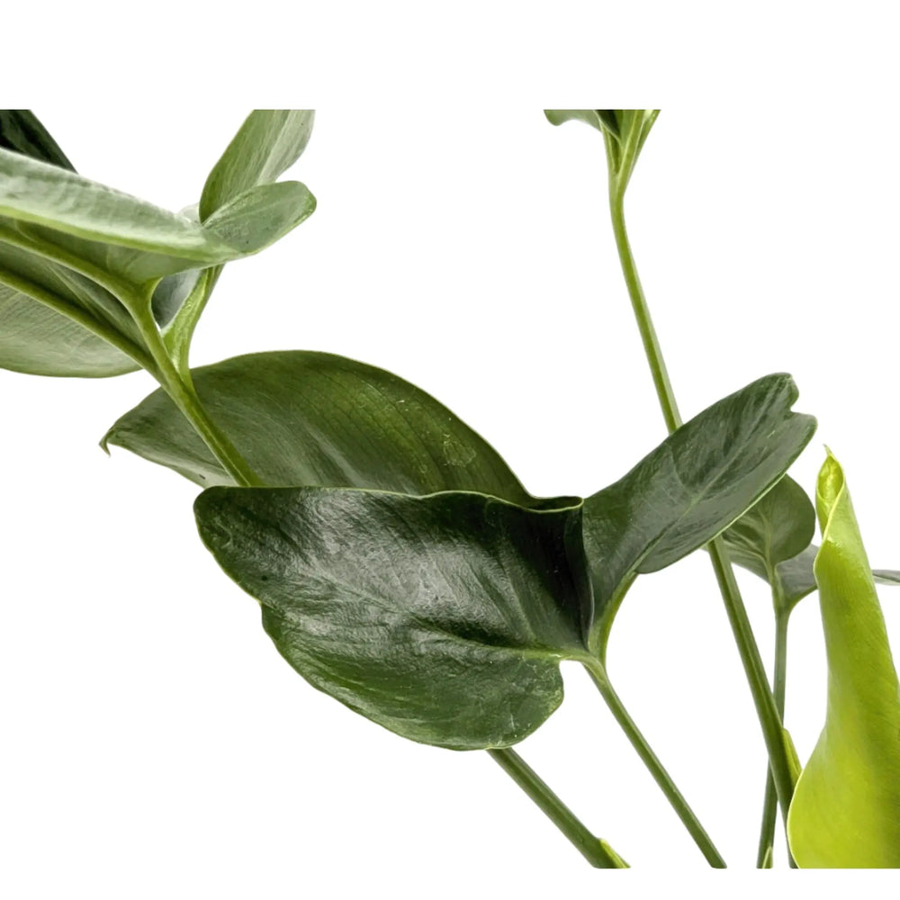 Philodendron Fun Bun_4_thumb