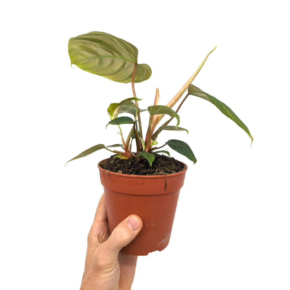 Philodendron Fuzzy_6_thumb