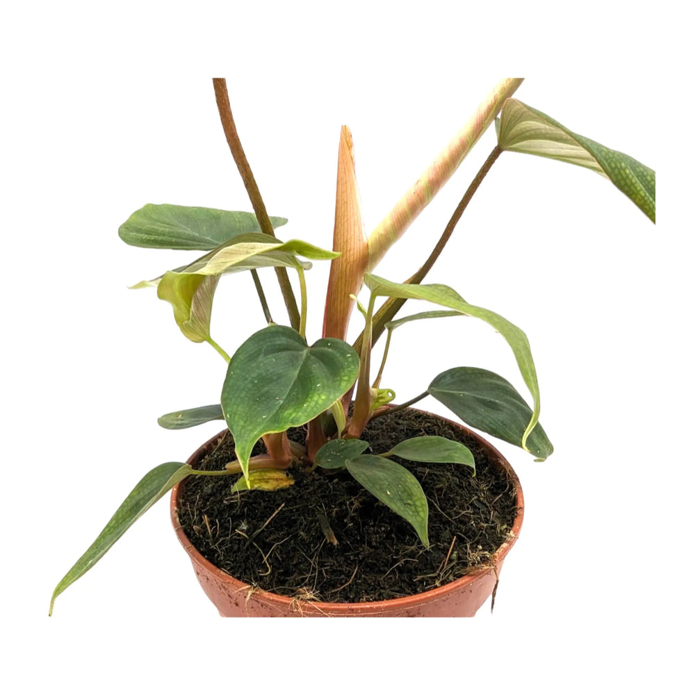 Philodendron Fuzzy_3_thumb