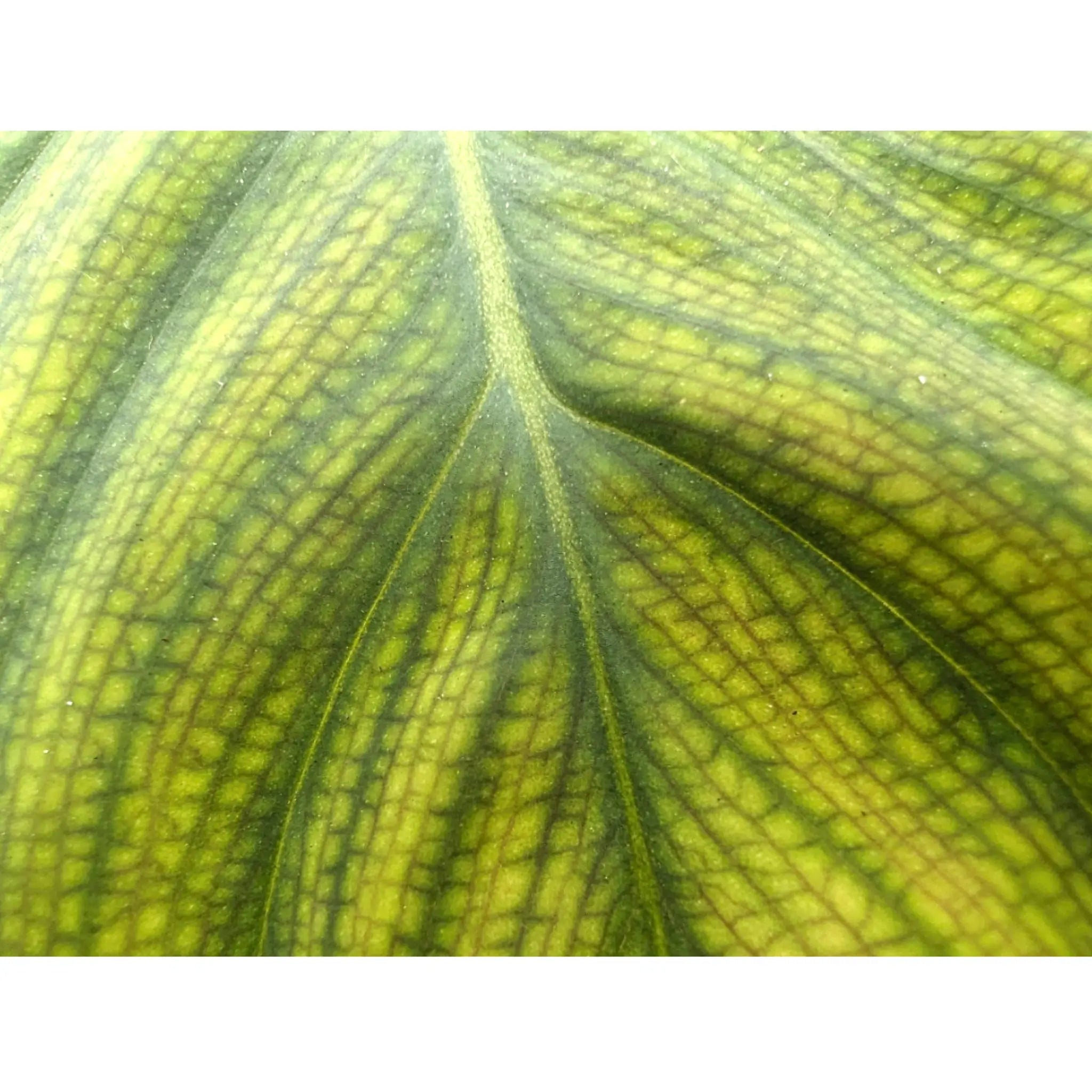 Philodendron Fuzzy Leaf Culture