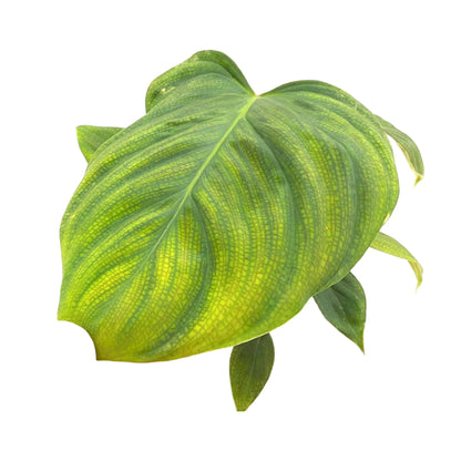 Philodendron Fuzzy Leaf Culture