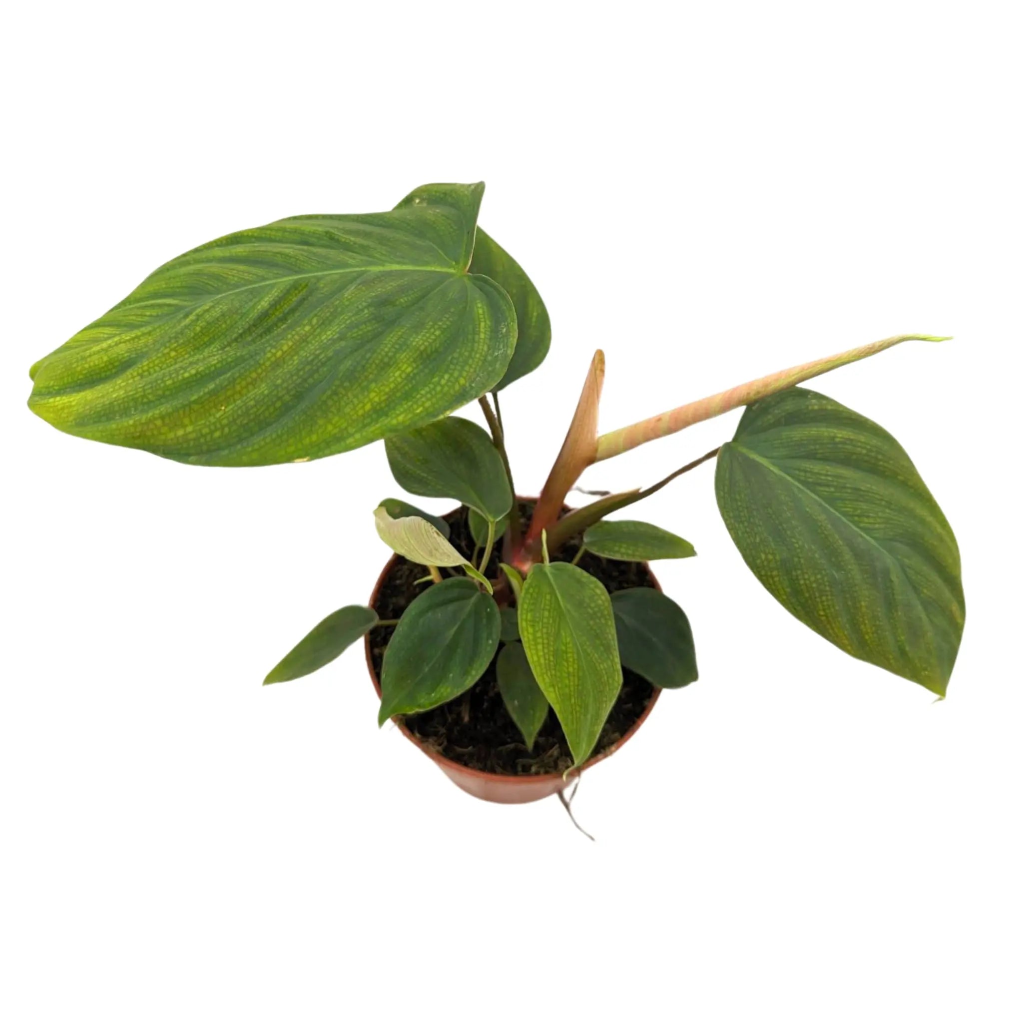 Philodendron Fuzzy Leaf Culture