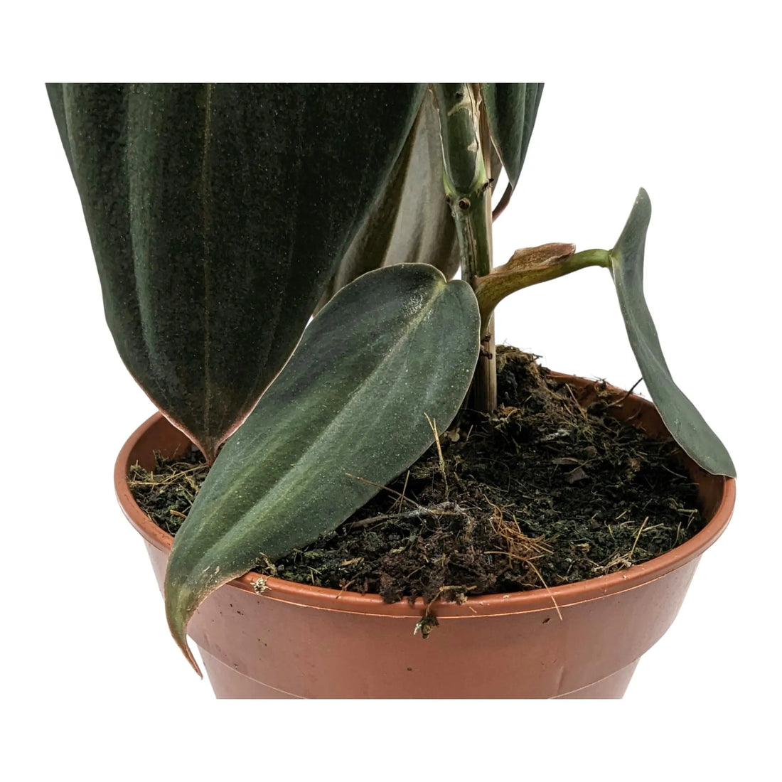 Philodendron Gigas Leaf Culture