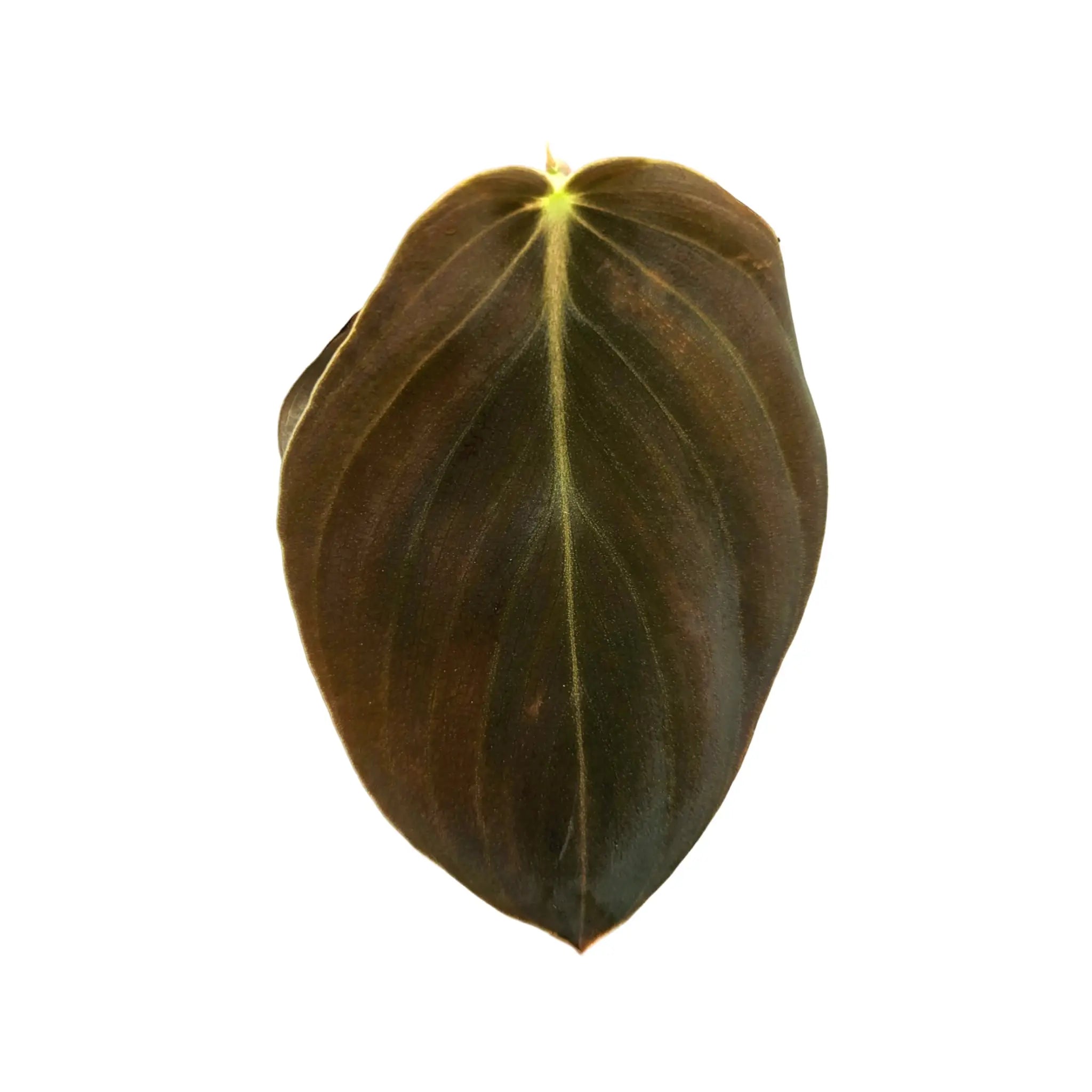 Philodendron Gigas Leaf Culture