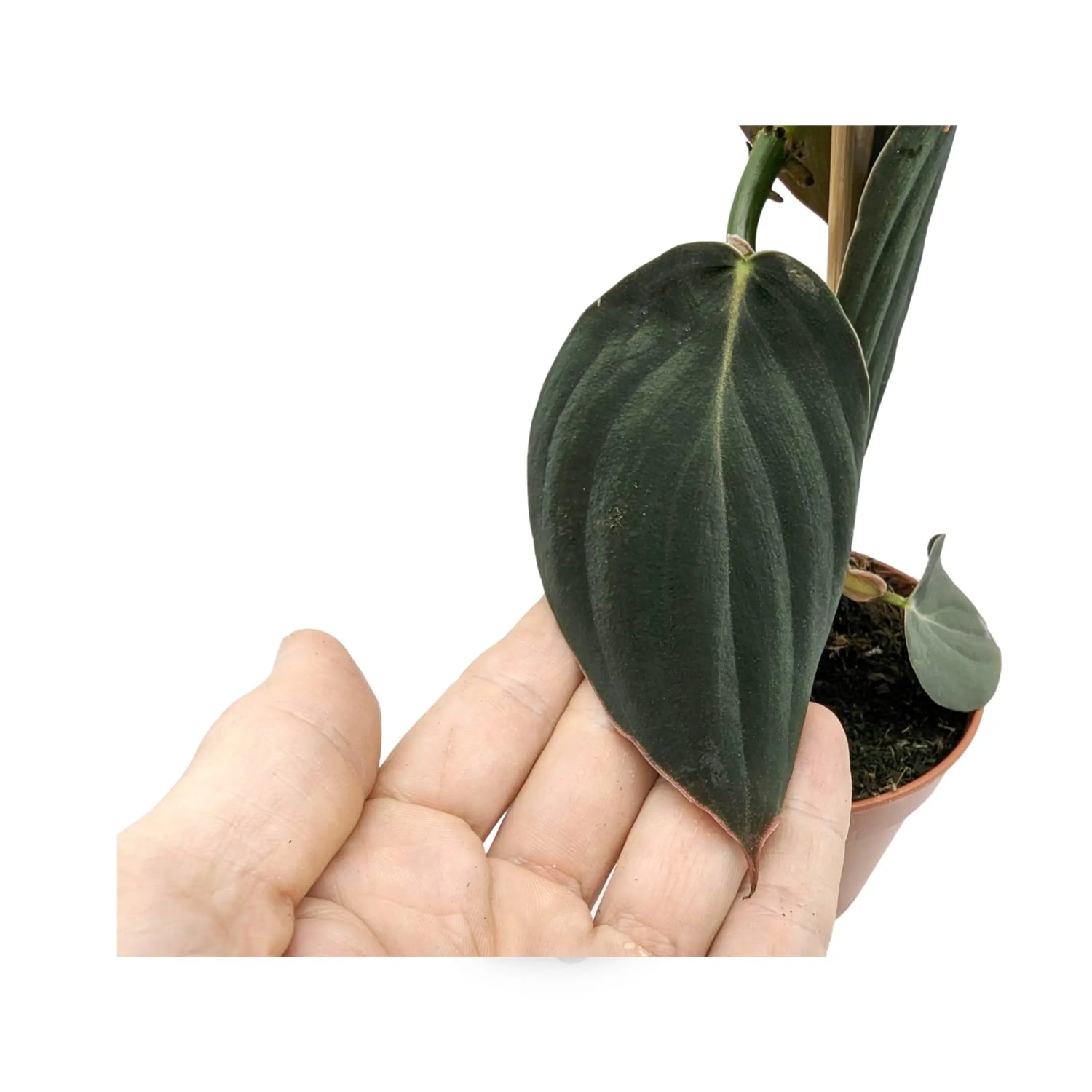 Philodendron Gigas Leaf Culture