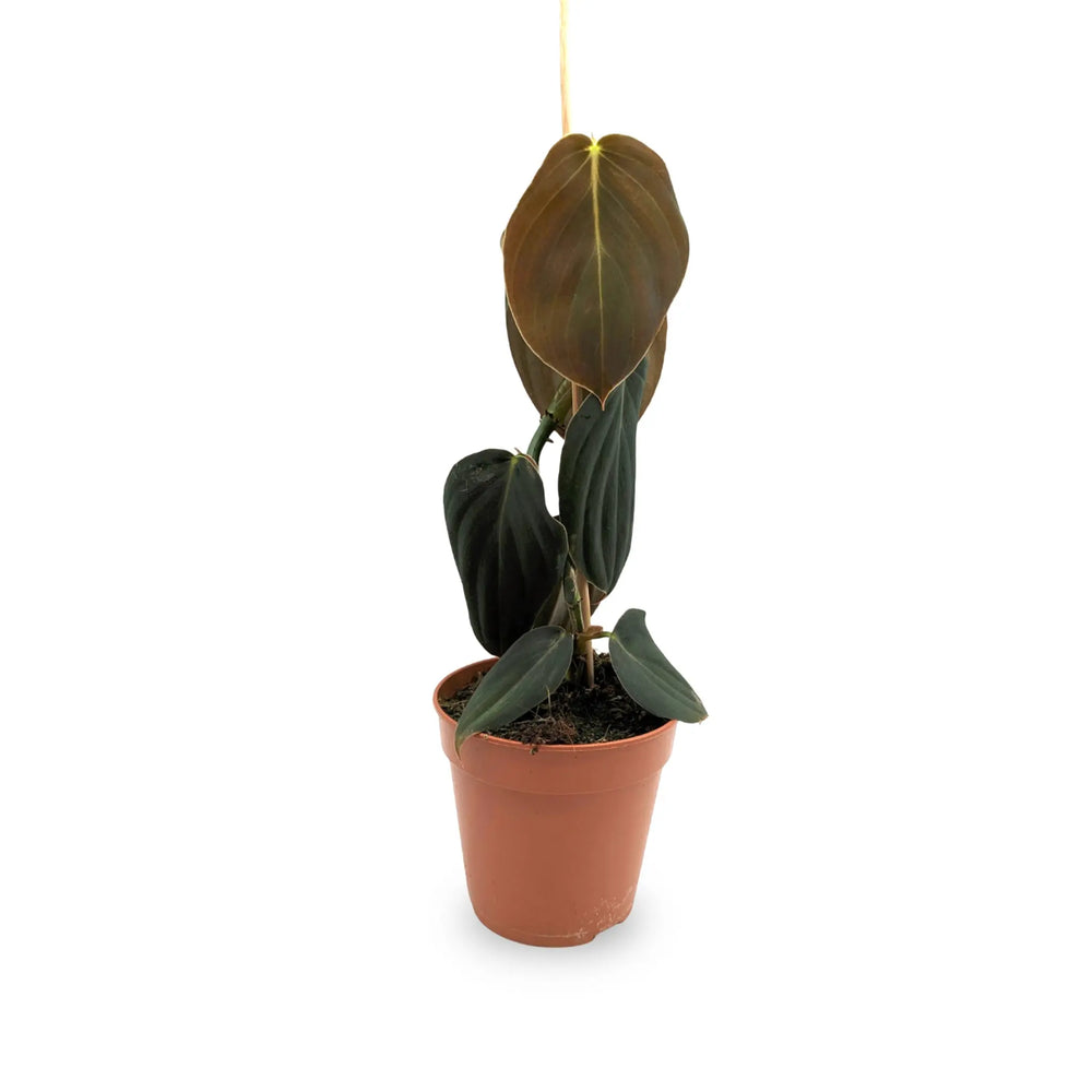Philodendron gigas_1_thumb