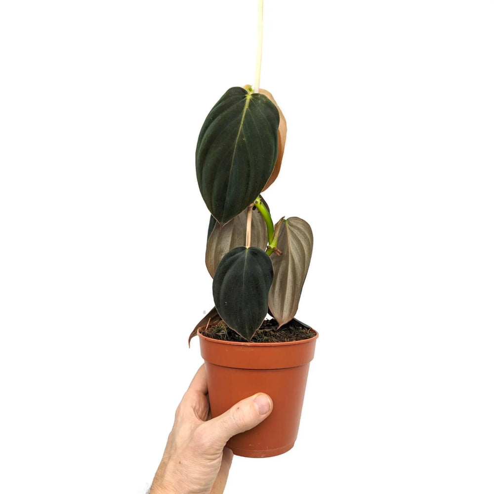 Philodendron gigas_6_thumb