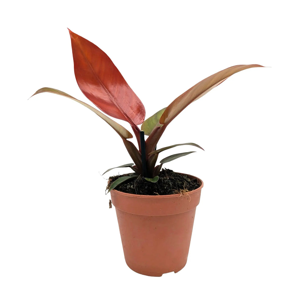 Philodendron Golden Violin - Variegated Rare Aroid_1_main