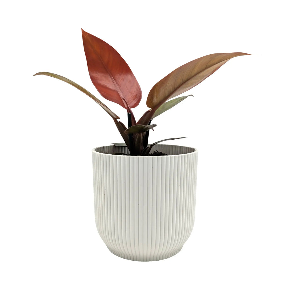 Philodendron Golden Violin - Variegated Rare Aroid_2_main