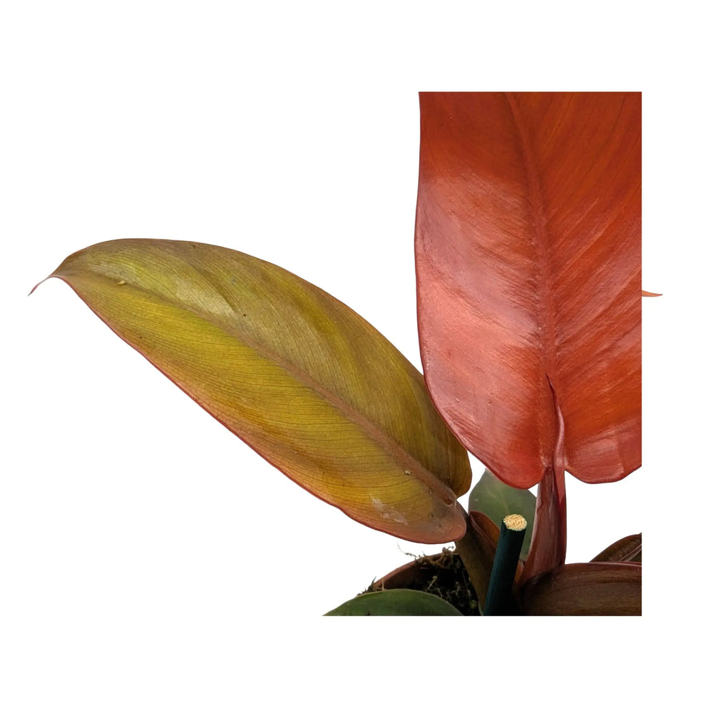 Philodendron Golden Violin - Variegated Rare Aroid_4_main