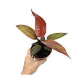 Philodendron Golden Violin - Variegated Rare Aroid