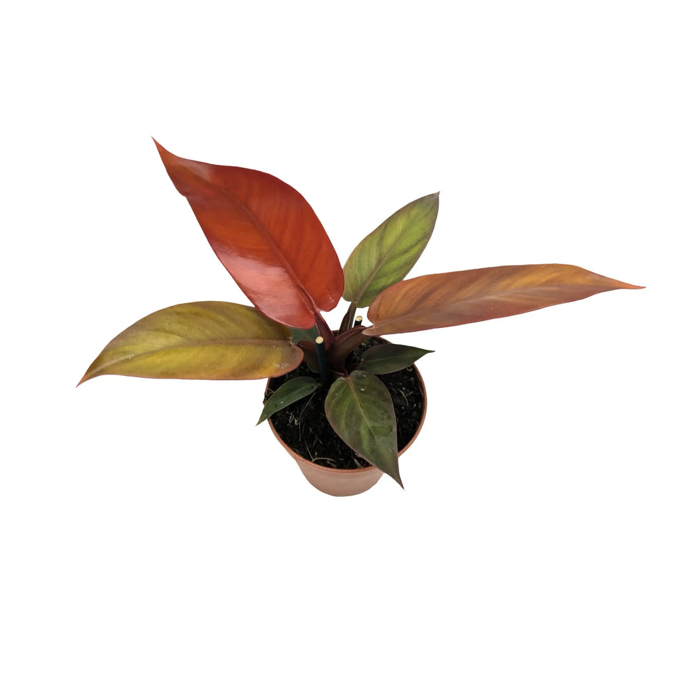 Philodendron Golden Violin - Variegated Rare Aroid_6_main