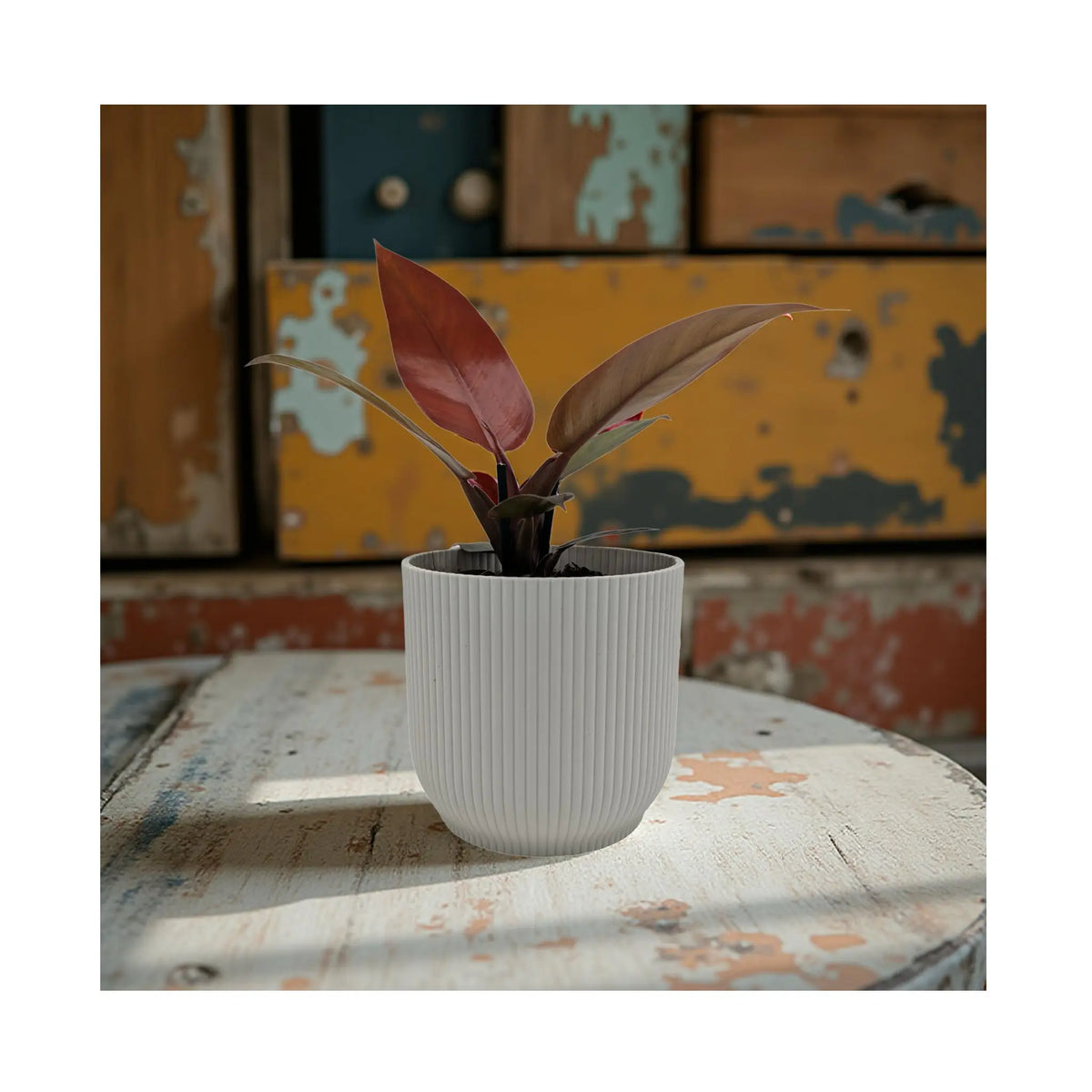 Philodendron Golden Violin - Variegated Rare Aroid