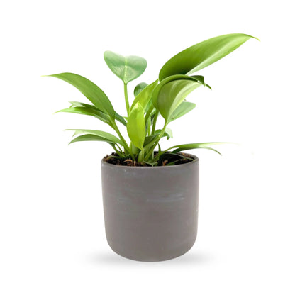 Philodendron Green Princess in Black Pot Leaf Culture