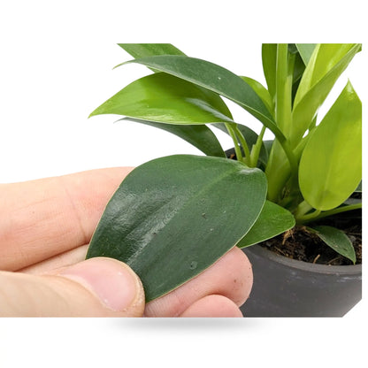 Philodendron Green Princess in Black Pot Leaf Culture