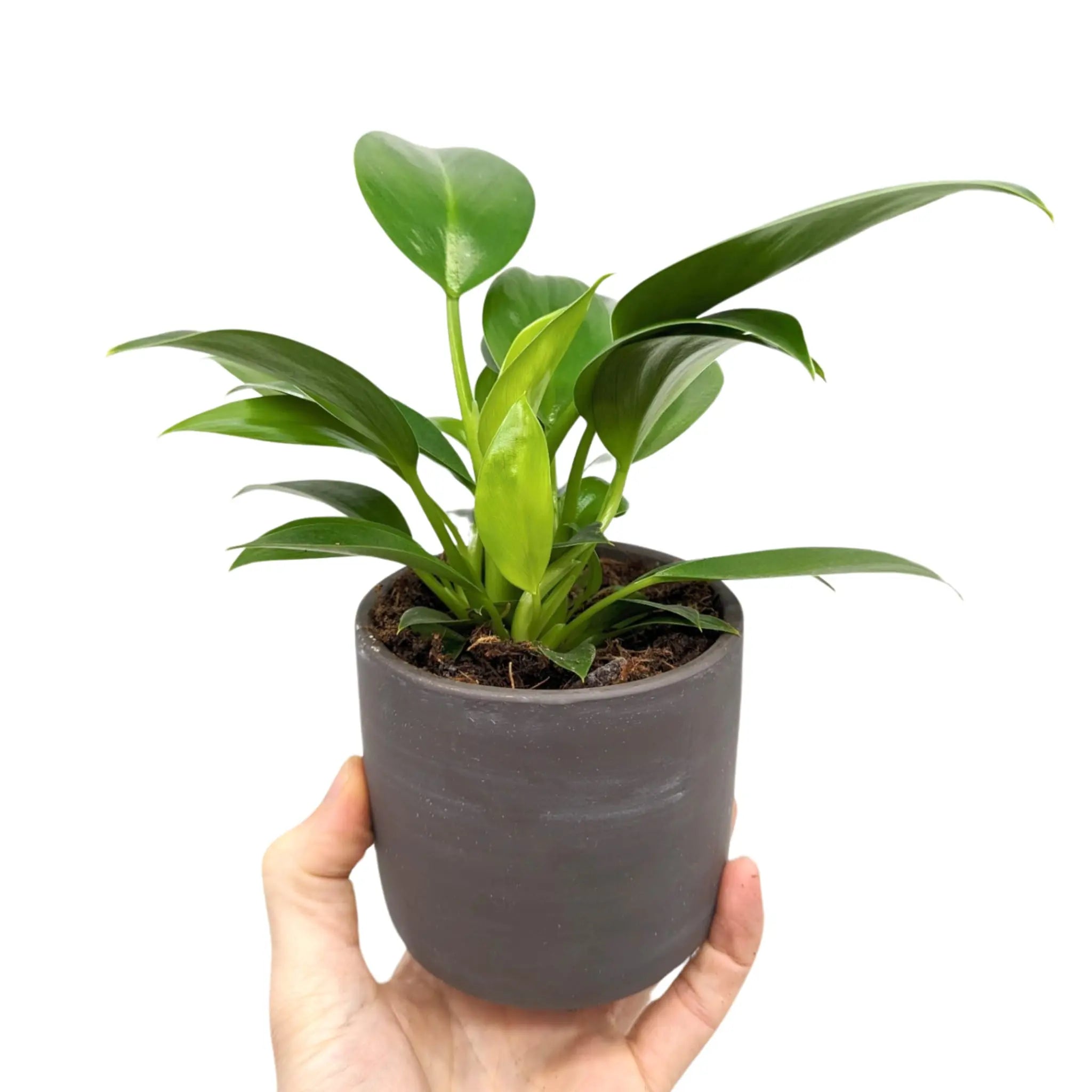 Philodendron Green Princess in Black Pot Leaf Culture