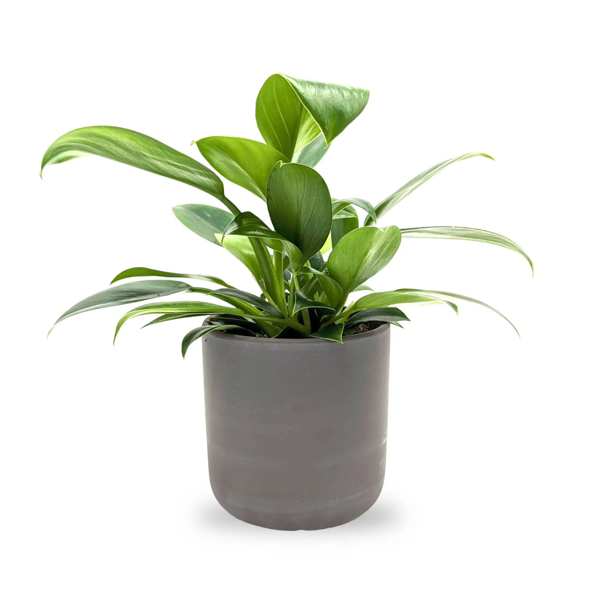 Philodendron Green Princess in Grey Pot - Silk Plant Leaf Culture